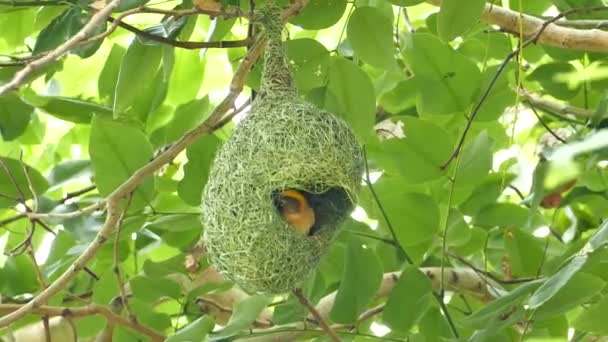 Azjatycka Golden Weaver budynku nest. — Wideo stockowe