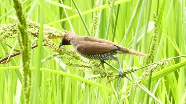 Tisseur Baya mangeant des graines d'herbe . — Video