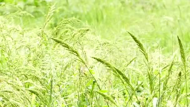 Цветок травы . — стоковое видео