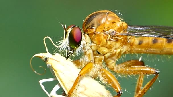 Dragonfly їдять попелиці . — стокове відео