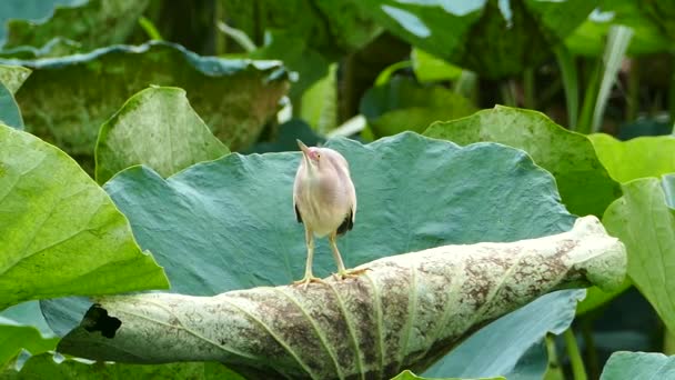 Bovins Aigrette sur feuilles de lotus . — Video