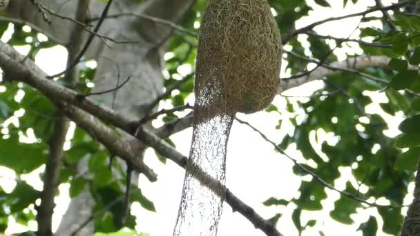 Asiático Golden Weaver alimentación polluelos . — Vídeos de Stock