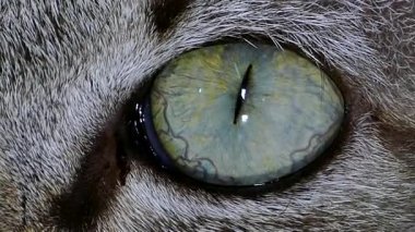 Kedi gözü ifade.