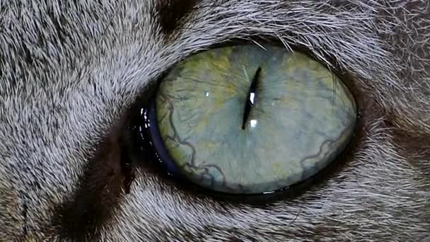 Expresión del ojo de gato . — Vídeos de Stock