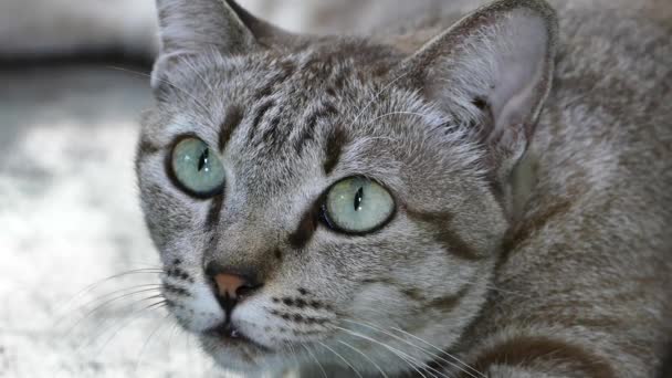 Espressione dell'occhio di gatto . — Video Stock