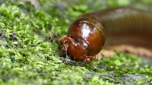 Millipede i tropisk regnskog. — Stockvideo