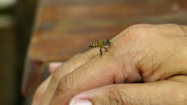 Biene fliegt auf menschliche Hand herab. — Stockvideo