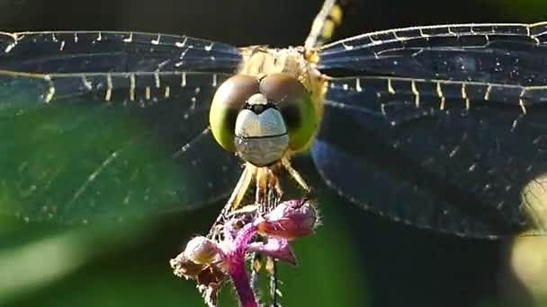  La libellule atterrit sur une feuille .