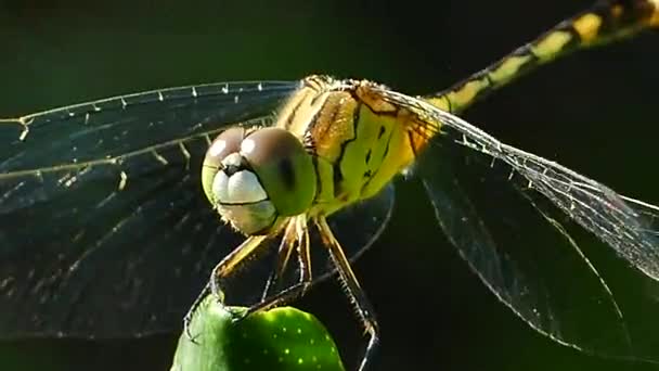 Dragonfly landt op een bladeren — Stockvideo