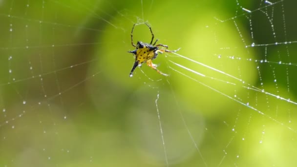 热带热带雨林蜘蛛网上的黄刺线虫 Gasteracantha Cancriformis — 图库视频影像