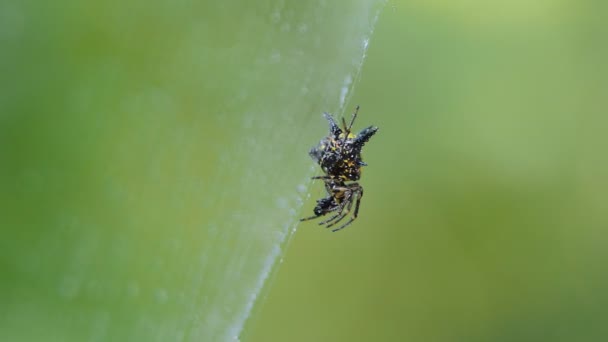 Spiny Orb Weaver Spiders Gasteracantha Cancriformis Pókhálón Trópusi Esőerdőkben — Stock videók