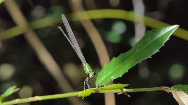 Oriental Green Wing Dragonfly Damsely Tropikalnym Lesie Deszczowym — Wideo stockowe