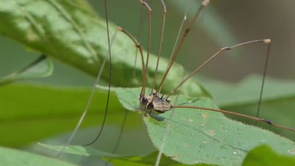 Harvestman on green leaf in tropical rain forest. — Stock Footage Harvestman Green Leaf Tropical Rain Forest Stock Footage