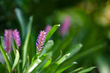 Dekoratif ev ve ofis için bahçedeki Aechmea Gamosepala.
