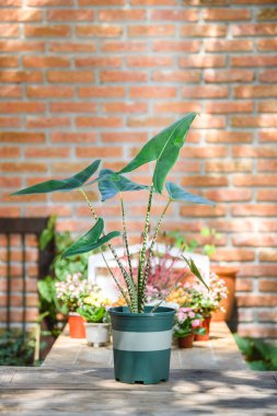 Alocasia zebrina evde ve ofiste dekoratif amaçlı yeşil tencerede..
