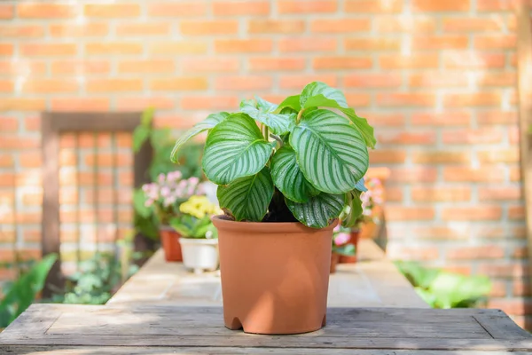 Calathea Orbifolia Wzrost Glinianym Garnku Dekoracji Stole Domu Biurze Okazałe Zdjęcia Stockowe bez tantiem