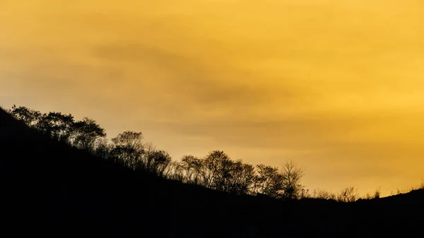 日落后天空背景上的树木轮廓 — 图库照片