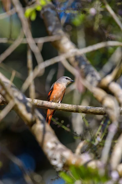 Rosiger Miniaturvogel Auf Ast Nationalpark — Stockfoto