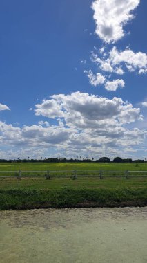 Buğday tarlası ve mavi gökyüzü 