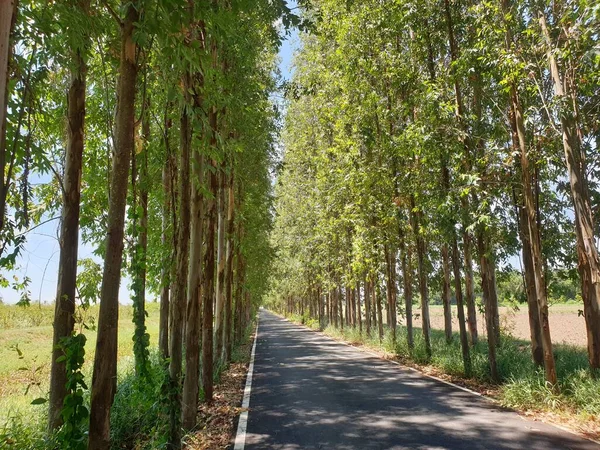 Carretera Eucalipto Campo — Foto de Stock