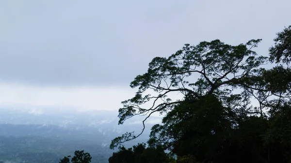 山の熱帯の木と霧 — ストック写真