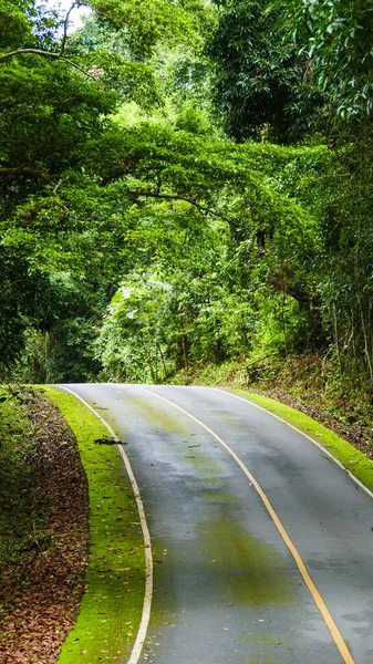 Camino Asfalto Parque Nacional — Foto de Stock