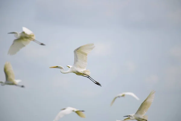 Doğu Büyük Akbalıkçılkuşu Ardea Tevazu Mavi Gökyüzünde Uçuyor — Stok fotoğraf