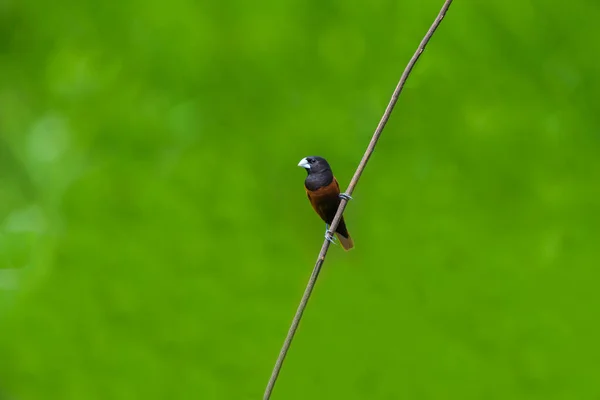 Kastanien Munia Oder Südlicher Schwarzkopf Munienvogel Lonchura Atricapilla Hockt Auf — Stockfoto