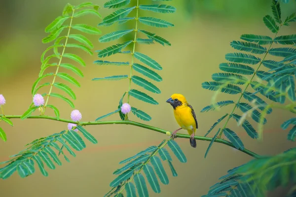 Man Aziatische Gouden Wever Vogel Ploceus Hypoxanthus Zittend Tak — Stockfoto