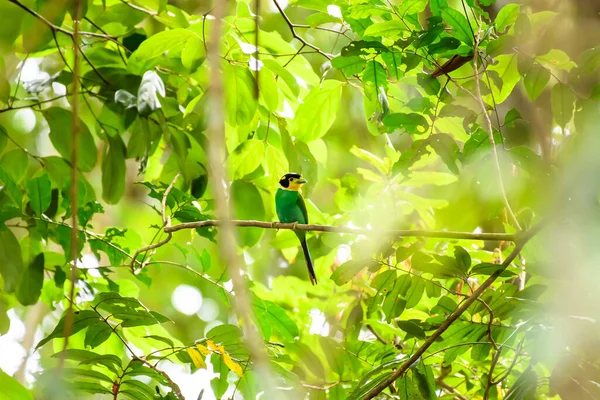 Aves Cola Larga Broadbill Posadas Rama Selva Tropical Parque Nacional —  Fotos de Stock