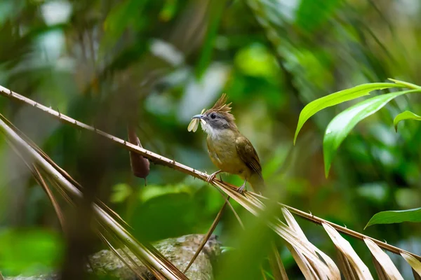 Puff Throated Bulbul Vogel Tak Tropisch Regenwoud Khao Yai National — Stockfoto