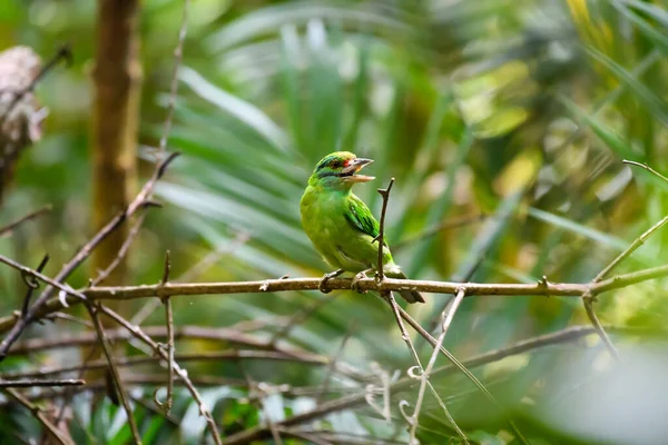 Schnurrbart Berberitzenvogel Auf Zweigen Tropischen Regenwald Khao Yai Nationalpark Unesco — Stockfoto
