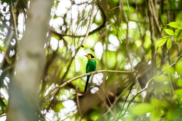 Pássaro Cauda Comprida Broadbill Que Encontra Ramo Floresta Tropical Parque — Fotografia de Stock
