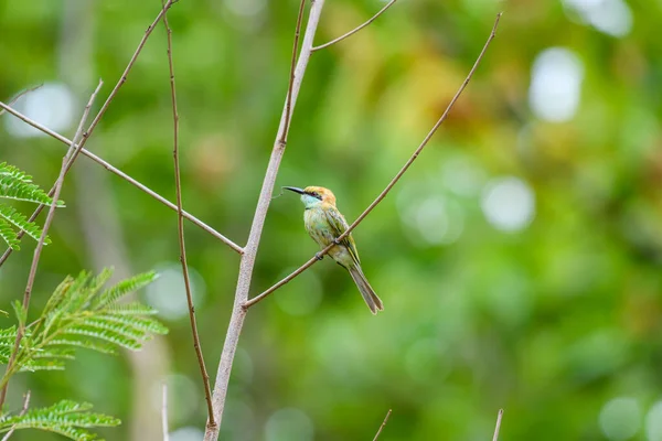 位于科教文组织世界遗产所在地霍易国家公园热带雨林分枝上的小绿蜂食鸟 其名称为 Dong Phayayen Khao Yai Forest Complex — 图库照片