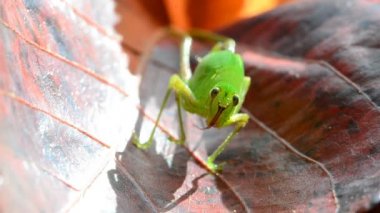 Çekirge kırmızı yaprakları üzerinde. HD