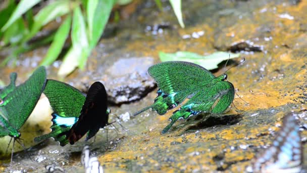 Motyl na skale przy wodospadzie w rainforest. HD. — Wideo stockowe