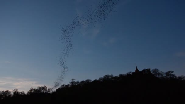 Летучие мыши летят из пещеры. HD — стоковое видео