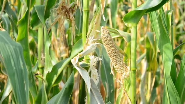 Засуха повредила кукурузное поле. HD — стоковое видео