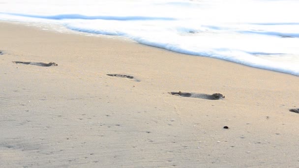 Fotspår i sanden. HD — Stockvideo