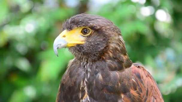 Spilornis cheela (Aquila Serpente Crestata). HD — Video Stock