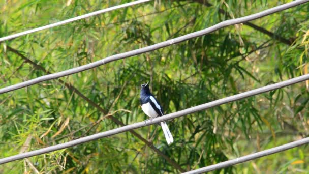 Orientaliska magpie robin är sjunger. HD — Stockvideo