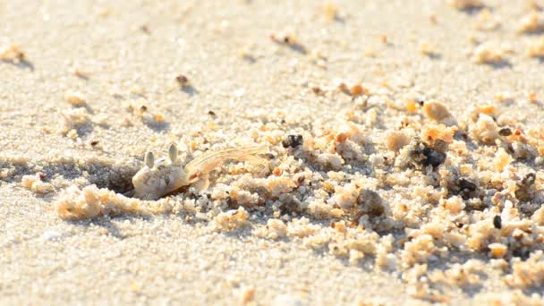 Ghost crabs digging holes. HD — Stock Video