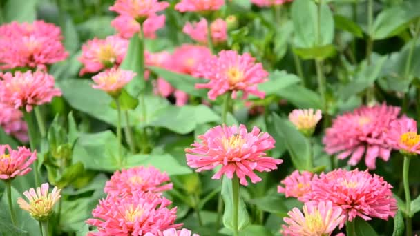 粉色非洲菊。高清 — 图库视频影像