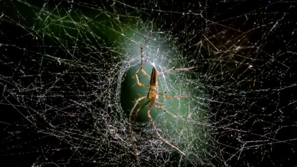 Araña espeluznante en la selva tropical. HD — Vídeo de stock