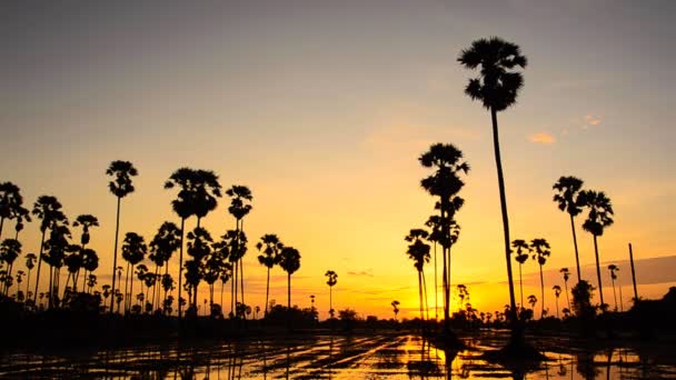 Cukier palmowy w zachód słońca. Upływ czasu — Wideo stockowe