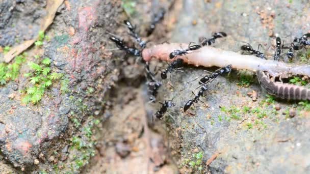 Le formiche stanno spostando i vermi morti per essere nutriti. HD — Video Stock