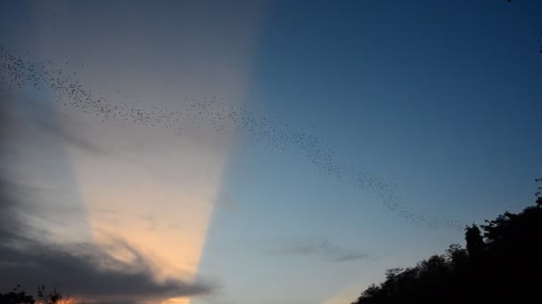 Bats flying from a cave. HD — Stock Video