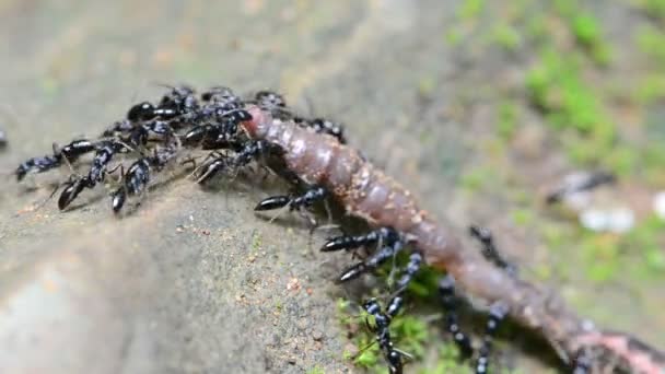 Hormigas cazando la lombriz . — Vídeos de Stock