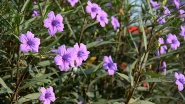 Ruellias, Ruellia squarrosa (Fenzi) Cufod, doğada. HD
