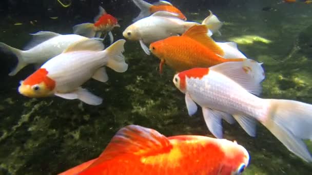 Beautiful goldfishes. HD — Stock Video